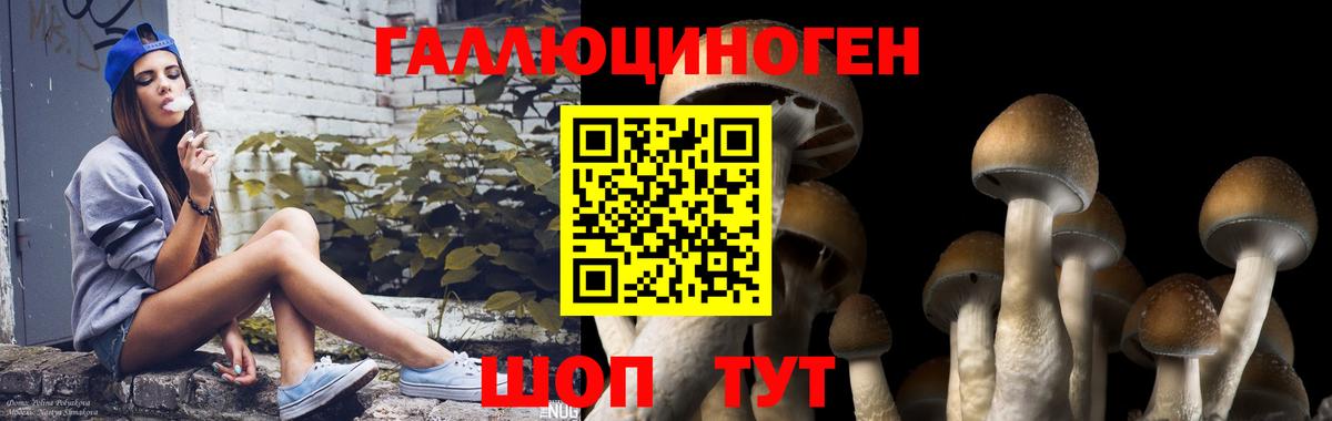 Галлюциногенные грибы Cubensis  Вход с VPN  Зеленогорск 